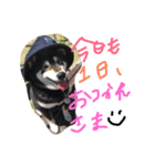 柴犬まろの生活（個別スタンプ：8）