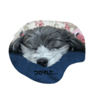 ぱぴぷー（個別スタンプ：7）