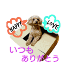 トイプードルのプティー（個別スタンプ：11）