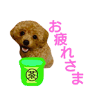 トイプードルのプティー（個別スタンプ：17）