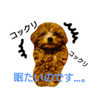 トイプードルのプティー（個別スタンプ：19）