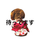 小さなトイプードルまりん（個別スタンプ：6）