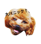 小さなトイプードルまりん（個別スタンプ：7）
