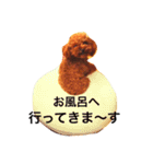 小さなトイプードルまりん（個別スタンプ：12）