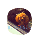 小さなトイプードルまりん（個別スタンプ：19）
