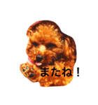 小さなトイプードルまりん（個別スタンプ：24）