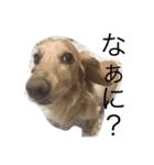 dog dog  dog（個別スタンプ：1）