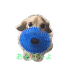 dog dog  dog（個別スタンプ：2）