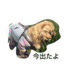 dog dog  dog（個別スタンプ：3）