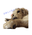 dog dog  dog（個別スタンプ：4）