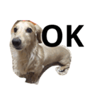 dog dog  dog（個別スタンプ：5）