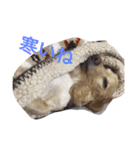 dog dog  dog（個別スタンプ：6）
