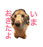dog dog  dog（個別スタンプ：7）