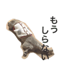 dog dog  dog（個別スタンプ：8）