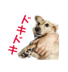 dog dog  dog（個別スタンプ：9）