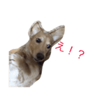 dog dog  dog（個別スタンプ：10）