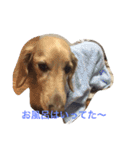 dog dog  dog（個別スタンプ：11）