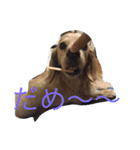 dog dog  dog（個別スタンプ：12）
