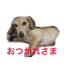 dog dog  dog（個別スタンプ：13）