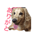 dog dog  dog（個別スタンプ：14）