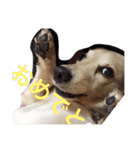dog dog  dog（個別スタンプ：15）