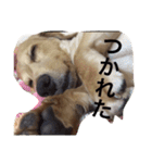 dog dog  dog（個別スタンプ：16）