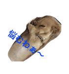 dog dog  dog（個別スタンプ：17）