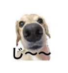 dog dog  dog（個別スタンプ：18）
