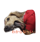 dog dog  dog（個別スタンプ：19）