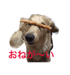 dog dog  dog（個別スタンプ：20）