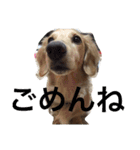 dog dog  dog（個別スタンプ：21）