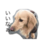 dog dog  dog（個別スタンプ：23）