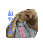 dog dog  dog（個別スタンプ：24）
