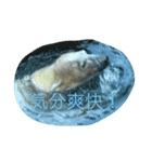 動物さんの行動（個別スタンプ：2）