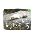 動物さんの行動（個別スタンプ：3）