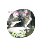 動物さんの行動（個別スタンプ：6）