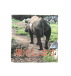 動物さんの行動（個別スタンプ：8）