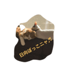 torano kimochi（個別スタンプ：2）