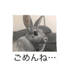 まりんちゃんねる（個別スタンプ：11）