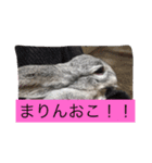 まりんちゃんねる（個別スタンプ：15）
