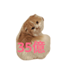 花ちゃんだらけ❁﻿癒し猫（個別スタンプ：1）