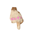 花ちゃんだらけ❁﻿癒し猫（個別スタンプ：4）