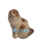 花ちゃんだらけ❁﻿癒し猫（個別スタンプ：6）