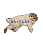 花ちゃんだらけ❁﻿癒し猫（個別スタンプ：7）