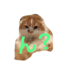 花ちゃんだらけ❁﻿癒し猫（個別スタンプ：8）