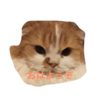 花ちゃんだらけ❁﻿癒し猫（個別スタンプ：9）