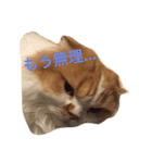 花ちゃんだらけ❁﻿癒し猫（個別スタンプ：10）