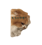 花ちゃんだらけ❁﻿癒し猫（個別スタンプ：11）