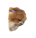 花ちゃんだらけ❁﻿癒し猫（個別スタンプ：12）