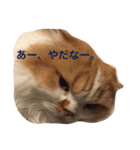 花ちゃんだらけ❁﻿癒し猫（個別スタンプ：13）
